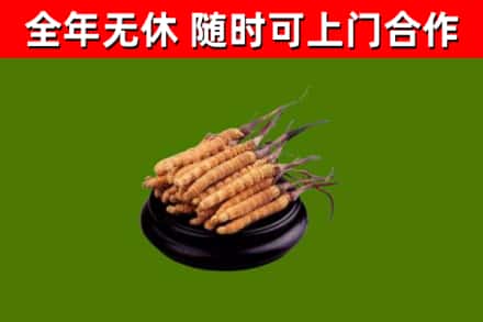 来宾回收冬虫夏草