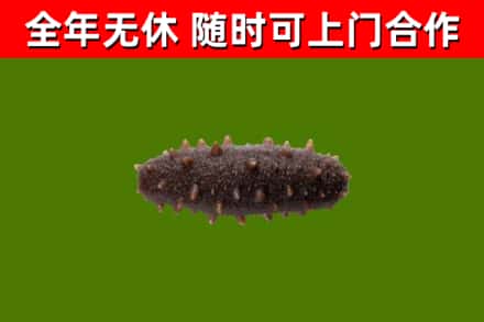来宾回收海参干